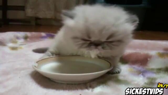 Cat Compilation March 2013 - Top 10 Countdown (Funny Cat Videos)