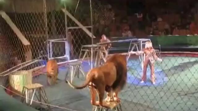 Лъв атакува дресьора си по време на цирково представление !!!