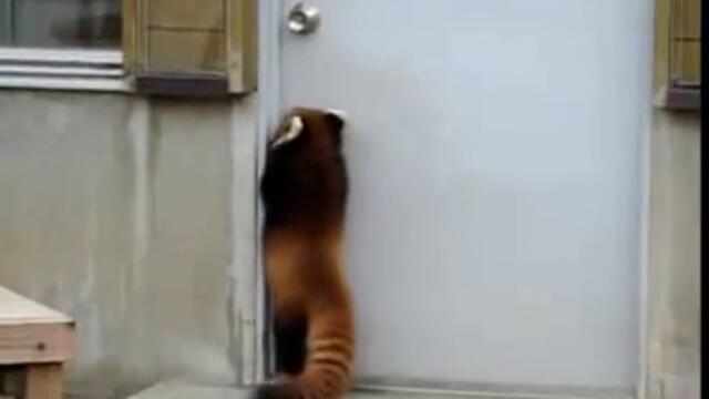 Червена панда се опитва да отвори врата