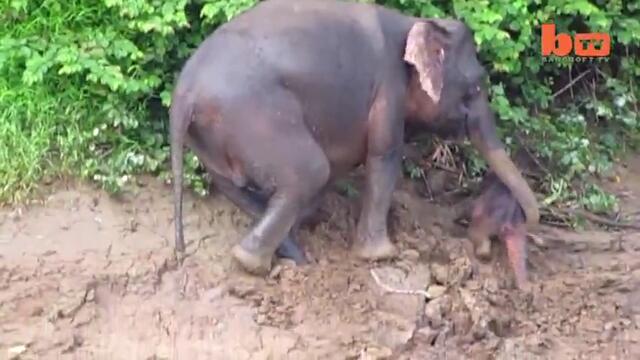 Слоница майка спасява новороденото си бебе от удавяне при преминавяне на река!