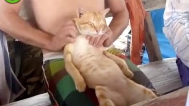 Коте на масаж