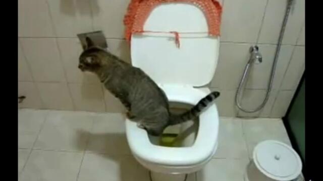 Котка ходи по нужда в тоалетната