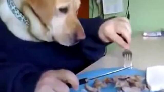 Куче се храни като човек