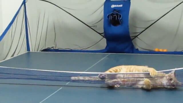 Коте джитка безпогрешно тенис на маса !