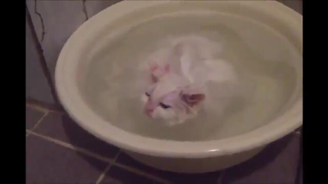Коте отказва да напусне топлата вана .
