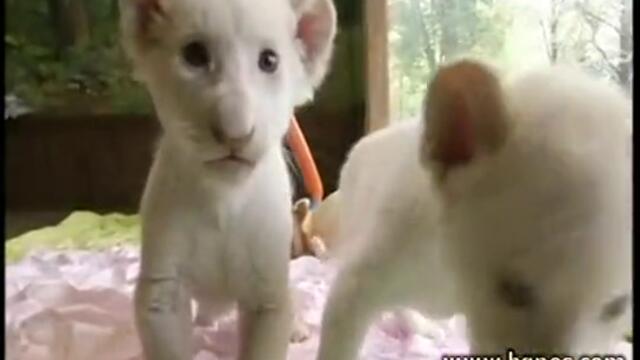 Бели лъвчета се родиха в Южна Корея