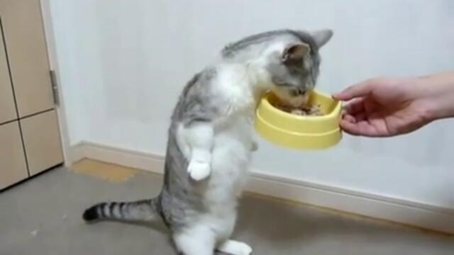 Коте яде право