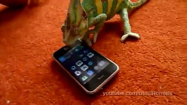 Хамелеон срещу Iphone