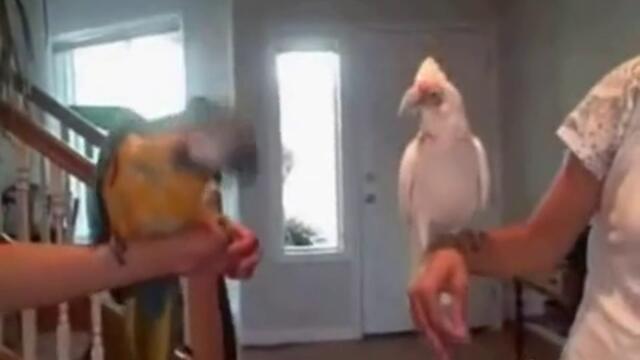 Папагали денсят - голям смях