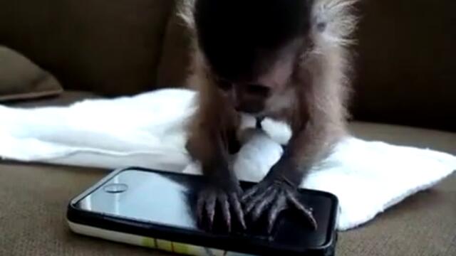 Маймунка си играе с iphone