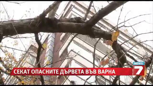 Ударна сеч на опасни дървета във Варна