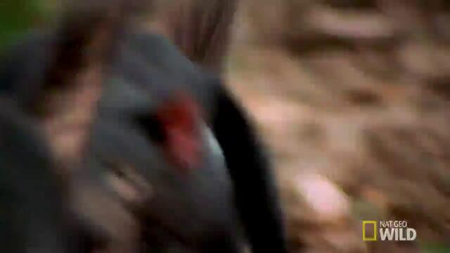Две тасманийски дяволчета участват в жестока битка за храна.