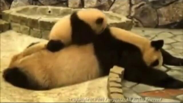Панда не оставя майка си на спокойствие .