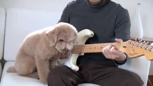 Пудел свири на китара със стопанина си!
