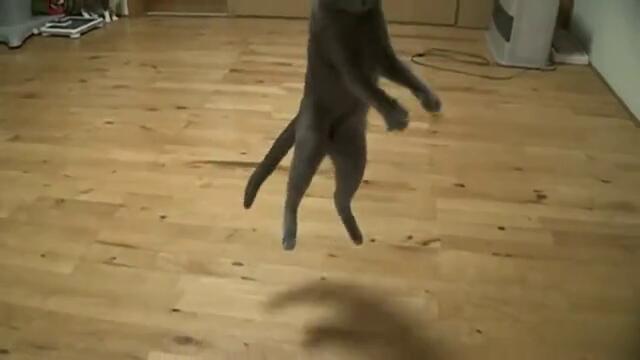 Акробатични котки !!!