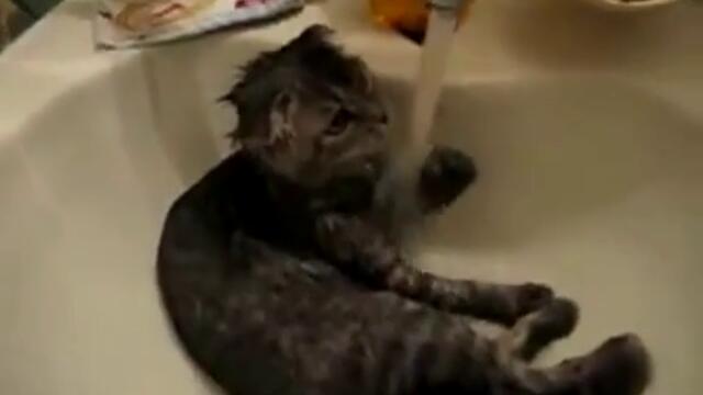 Коте си взима душ