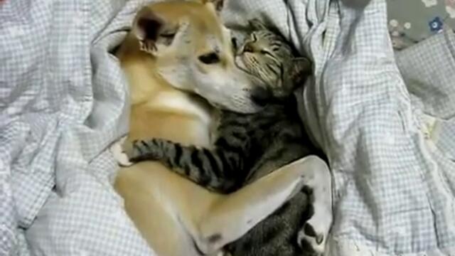 Голяма любов между куче и коте