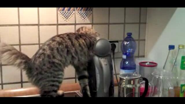 Котка си пъха главата в чайник - Смях!
