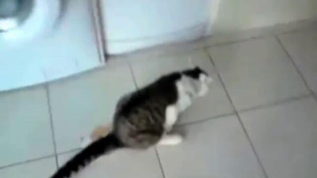 Котка прави патешко ходене