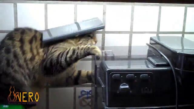 Котка напада кафе машина