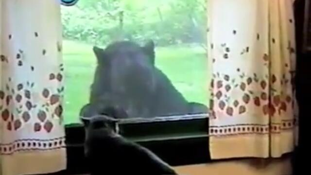 Котка вижда мечка до прозореца..