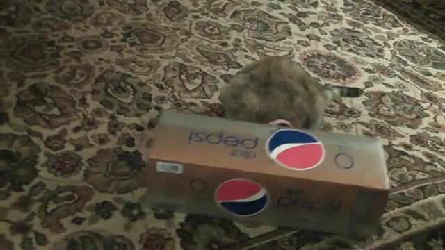 Котка си пъха главата в кутия