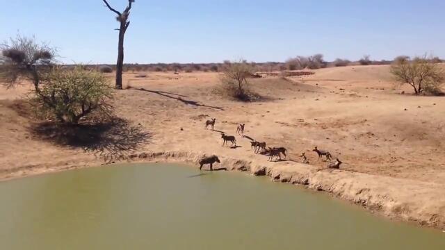 Африкански глиган заклещен между диви кучета и крокодил ... никакви шансове за оцеляване !!!