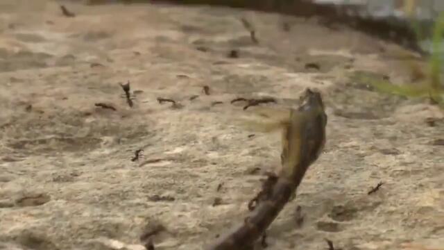 Мравки нападат питон ... Вижте развръзката !!!