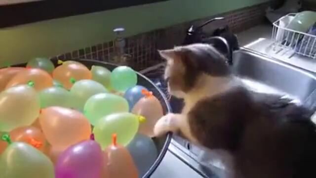 Коте пука балони с вода