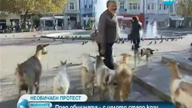 В знак на протест Мъж изкара стадо кози в центъра на Пловдив - 18.11.2013 България