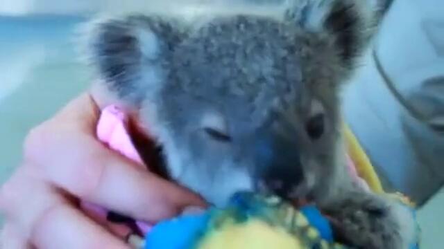 Бебе коала сираче