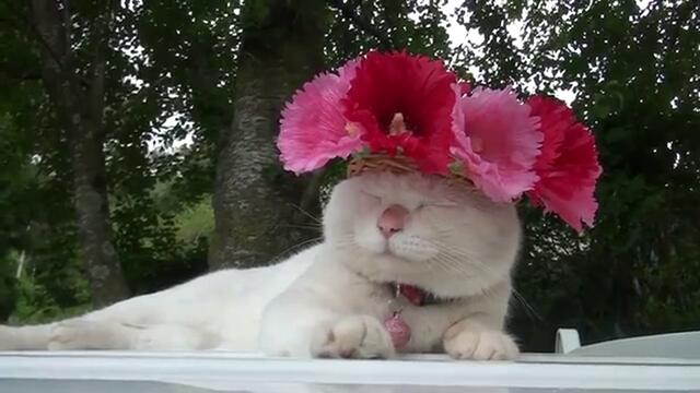Коте има шапка на цветчета