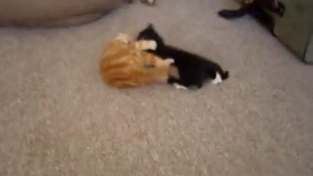 Две малки котенца тренират борба