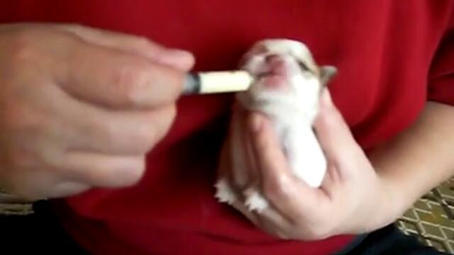 Новородено кутре пие мляко