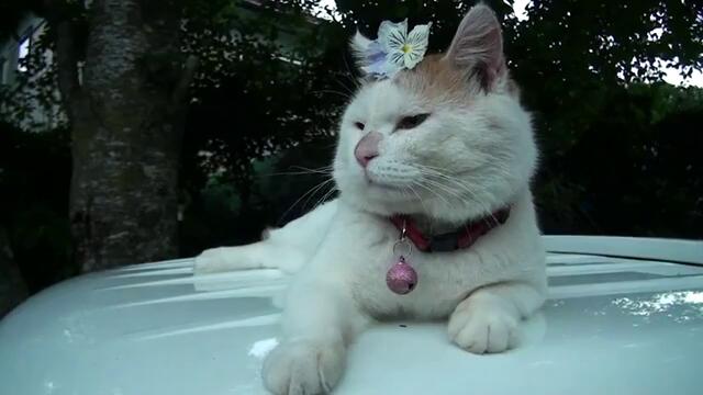 Коте украсено с цветя