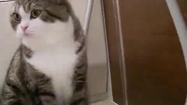 Котка си мие главата под чешма