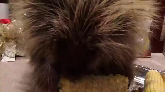 Teddy Bear the Porcupine Finds a Christmas Treat