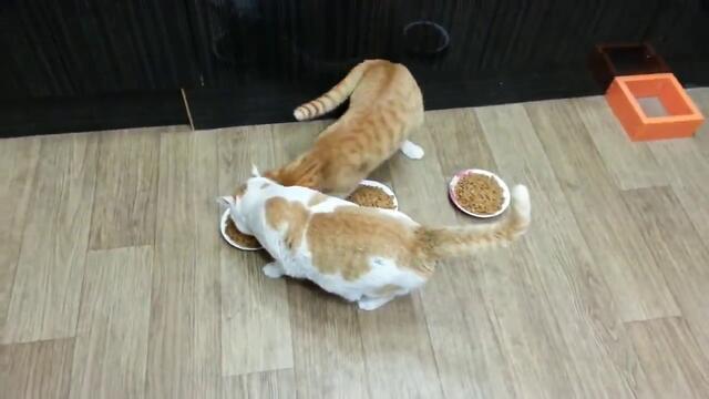 Две котета и три купички с храна .. а сега? : D