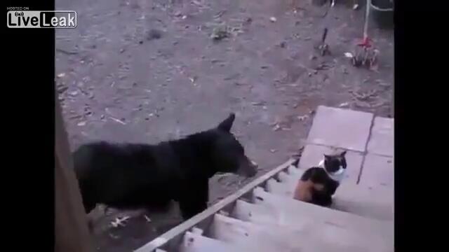 Смях ... Смела котка срещу мечка !!!