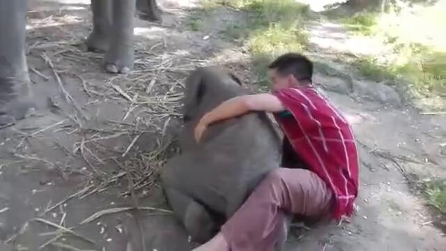 Бебе слонче обича гушкането , но не си знае силата , смях