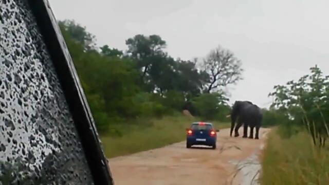 Слон напада автомобил