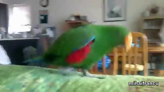 Танцуващи папагали - Компилация