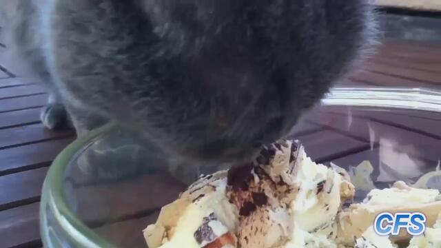 Котките обичат сладоледа, компилация. - Смях