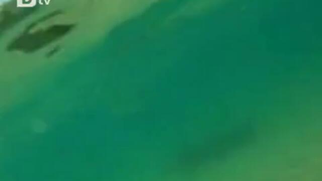 Кучета гонят акулите по крайбрежието на Австралия