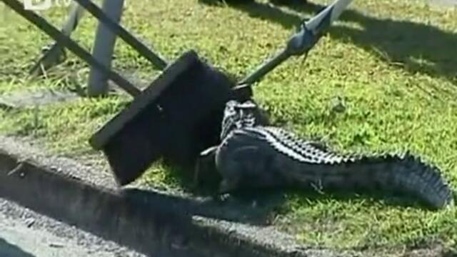 Крокодил се разходи из австралийско градче
