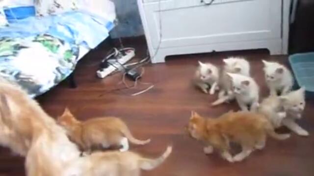 Котешки отряд за бързо реагиране