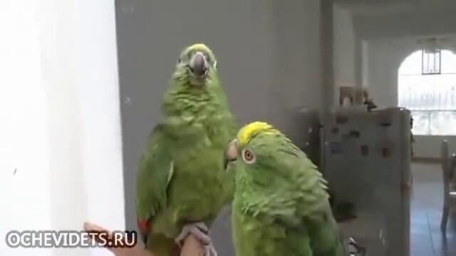 Смях ... Пеещи папагали