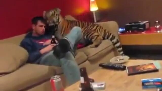 Млад тигър се гуши в зоогледача си ,прекарва нощта на дивана