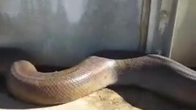 Най-дългата змия беше открита мъртва!
