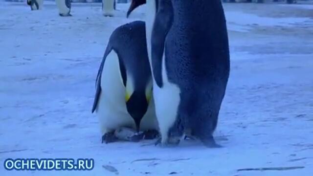 пингвините плачат повече от нас